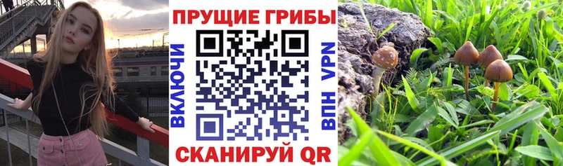 Галлюциногенные грибы Psilocybine cubensis  Шиханы 